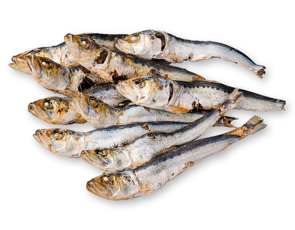 平子煮干(真鰯)