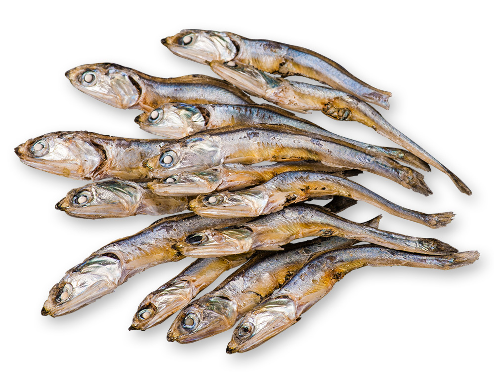 片口煮干瀬戸内(白口)